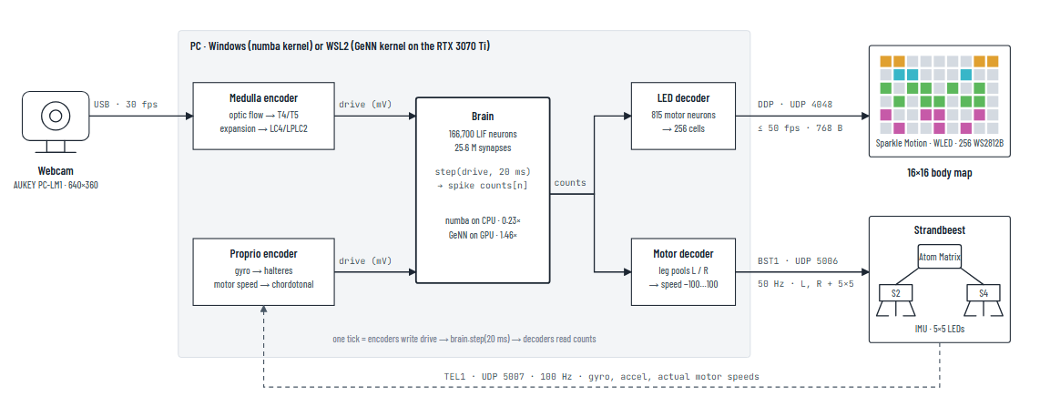 Diagram of the fly simulation loop, from webcam to brain to LED panel and walking machine